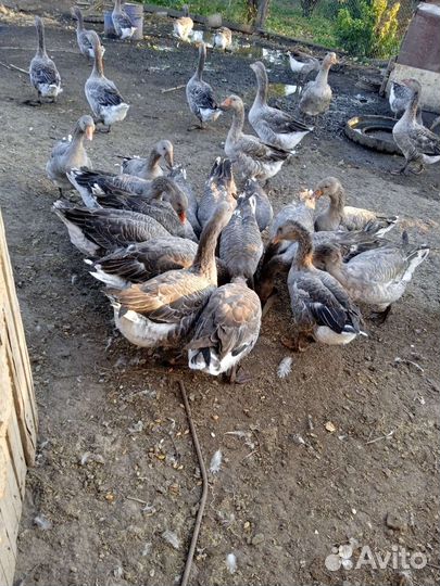 Гуси живьём