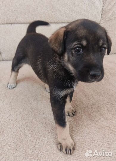 Хорошая девочка в хорошие руки