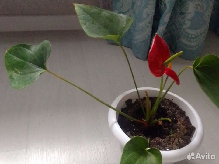 Антуриум Ред