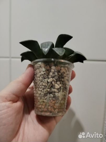 Суккуленты, хавортия, алоэ