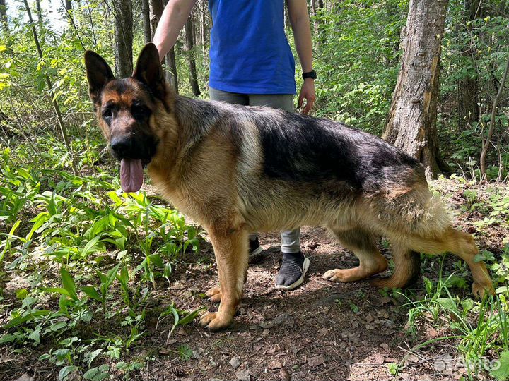 Немецкая овчарка вязка