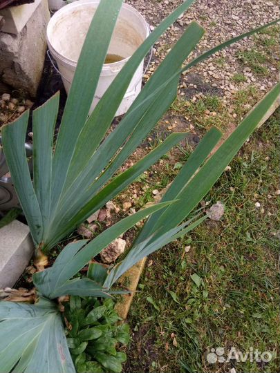 Садовые цветы