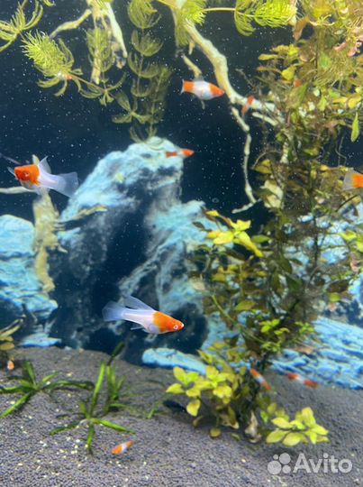 Меченосцы кохаку,санта клаус,брокколи,флаг рубин