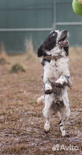 Ищем хозяина кинолога