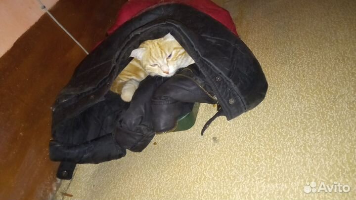 Котик в дар