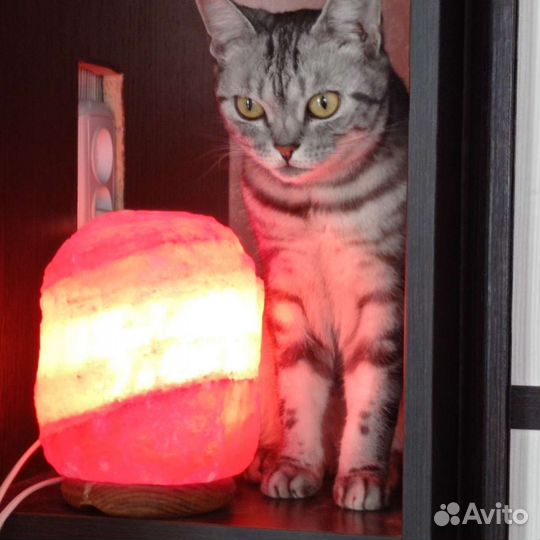 Кошки в добрые руки бесплатно