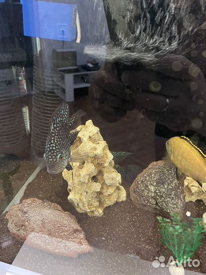 Малавийские цихлиды