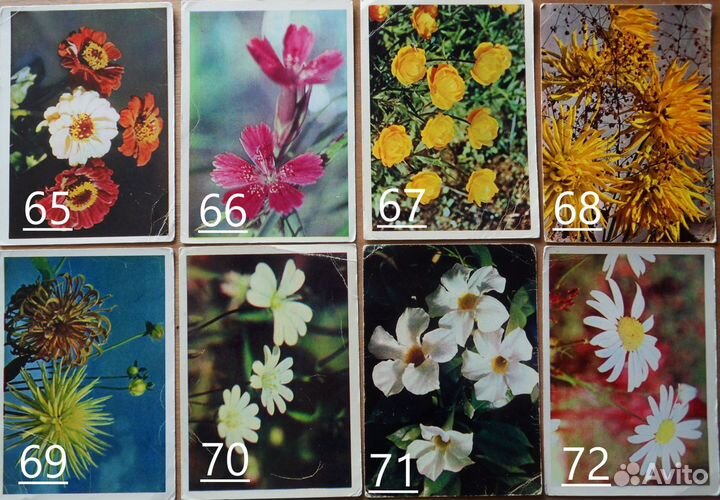 Старые (советские) открытки СССР. Цветы. 3