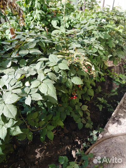 Ежевика саженцы