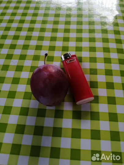 Слива крупная