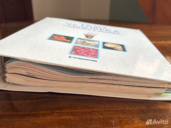 Книга, Тело человека. Снаружи и внутри