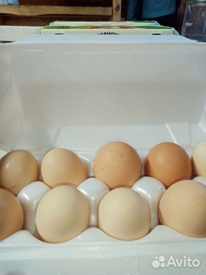 Домашние куриные яйца