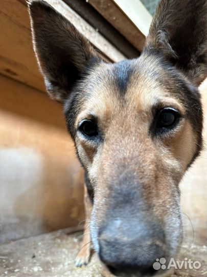 Прекрасная собачка в поиске любящей семьи