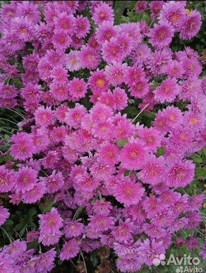 Хризантемы