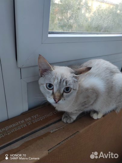 Кошка в дар