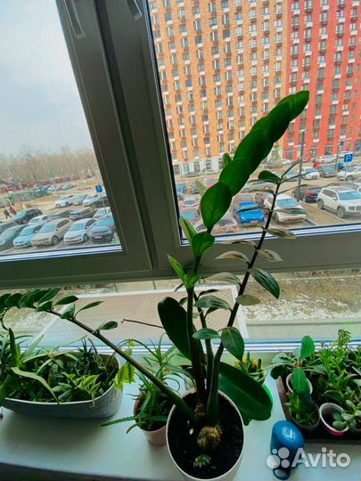 Замиокулькас