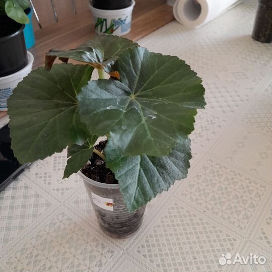 Хризантемы,бегонии,герани, эписция, бальзамы