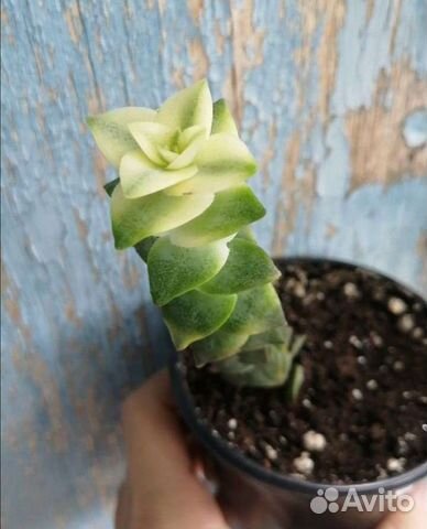 Суккуленты 444