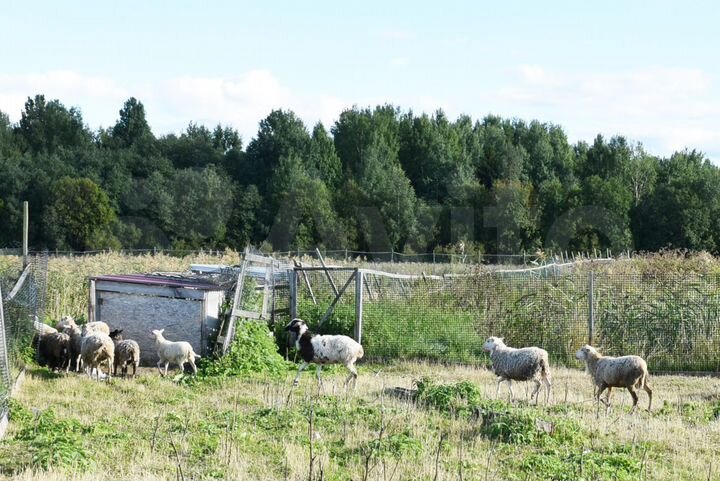 Участок 10,6 сот. (СНТ, ДНП)