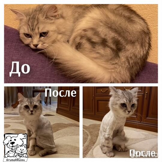 Стрижка кошек и котов (выезд на дом). грумер VIP