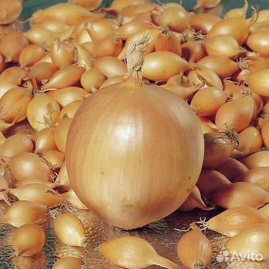 Лук севок Оптом
