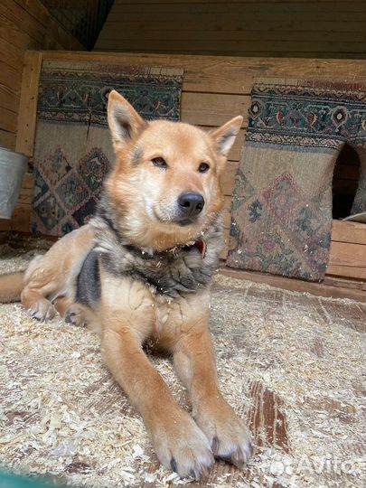 Красивый Феникс ищет семью