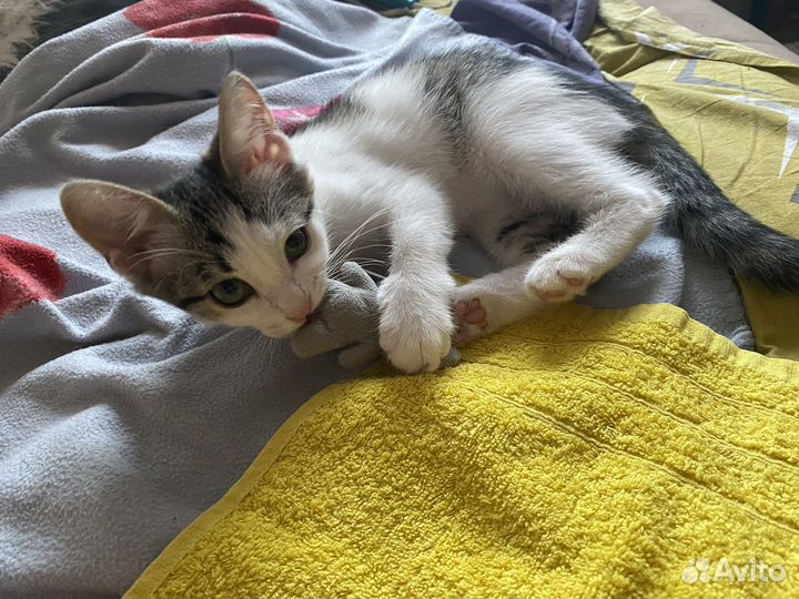 Котенок в добрые руки