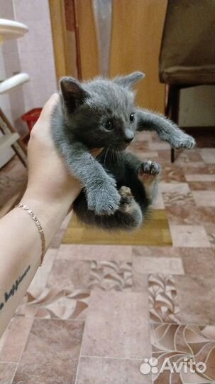 Кошка в дар бесплатно
