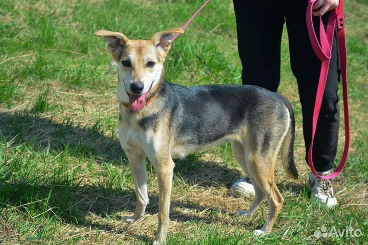 Собака из приюта в добрые руки бесплатно