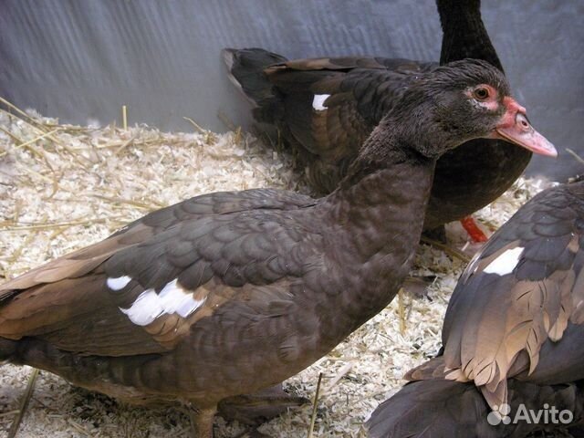 Мускусные утки