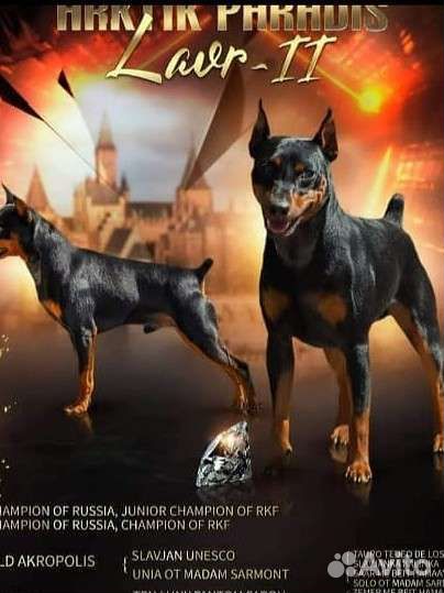 Вязка цвергпинчер