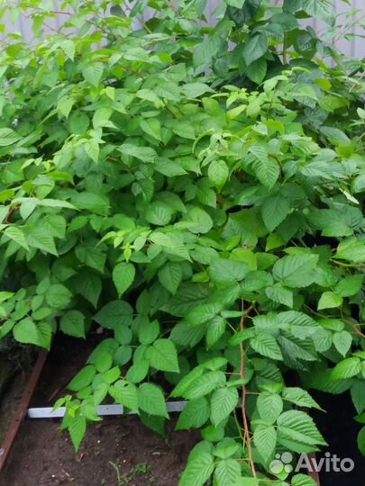 Малина ремонтантная плодоносящие кусты