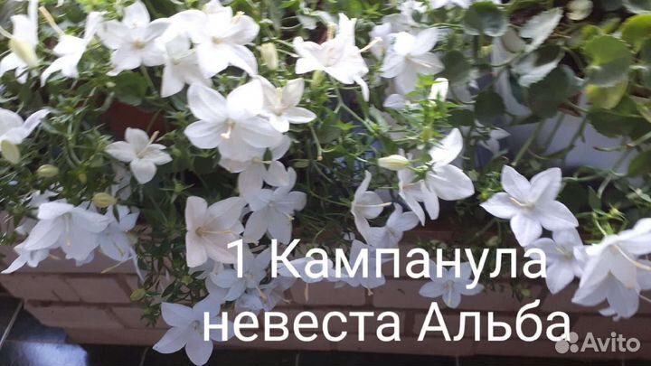 Кампанула жених невеста