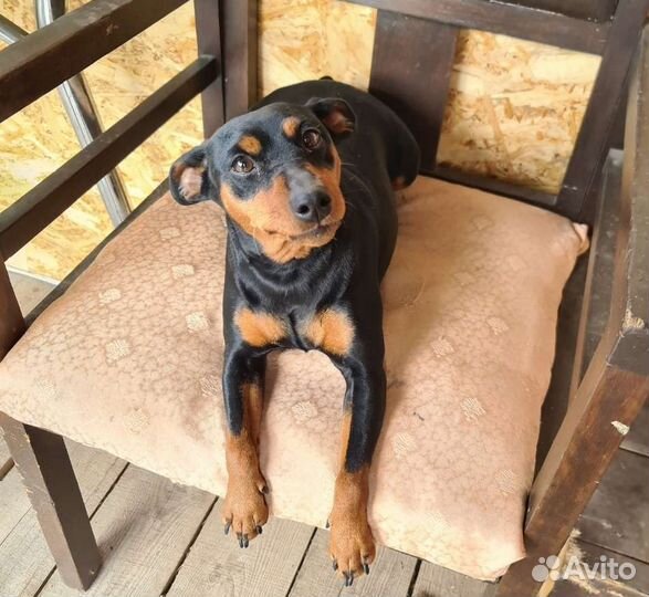 Щенки цвергпинчера