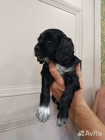 Русский спаниель