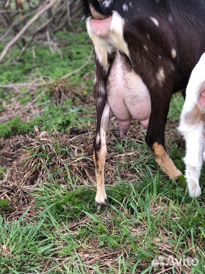 Камори,камерунские