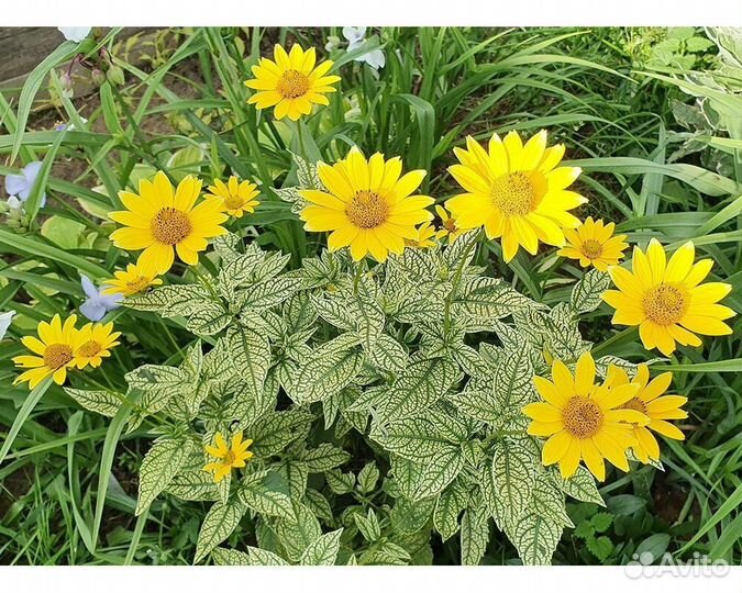Гелиопсис подсолнечниковидный Loraine Sunshine