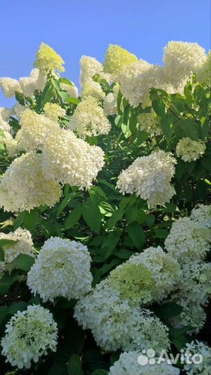 Гортензия для срезки