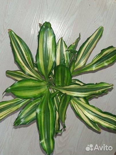 Драцена Фрагранс сортовая