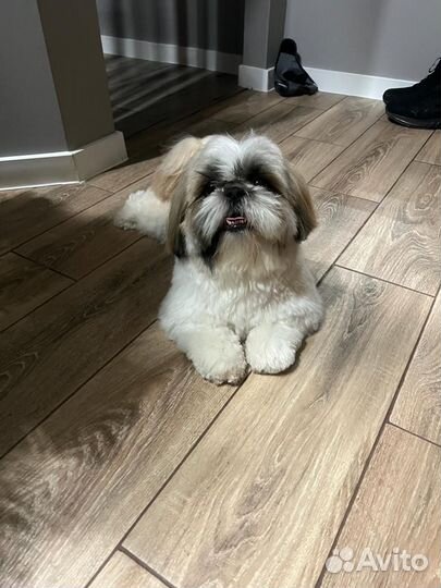 Ши-тцу вязка