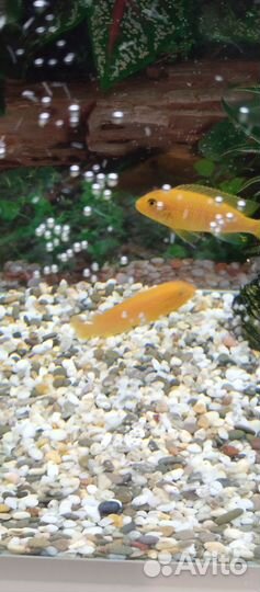 Псевдотрофеус