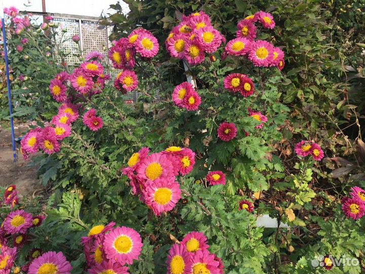 Ирис,ромашки,бадан и почвопокрывные многолетники