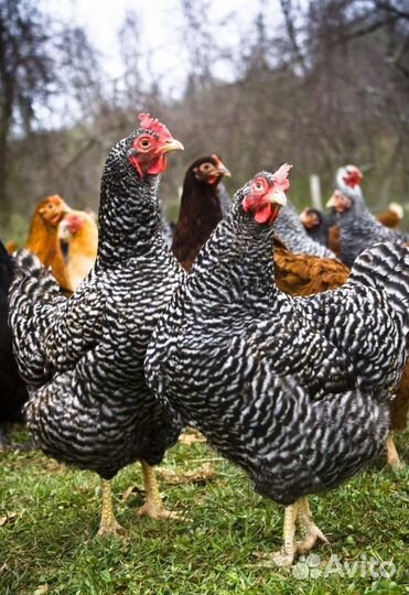 Курицы несушки