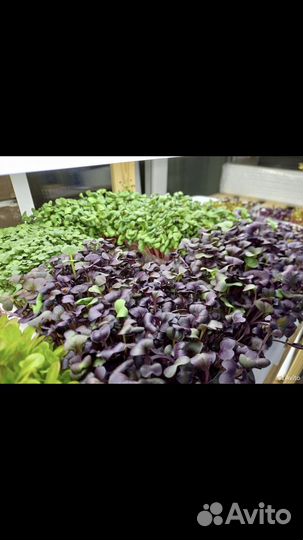 Микрозелень