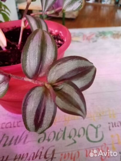 Традисканция, Колеусы, Калатеи