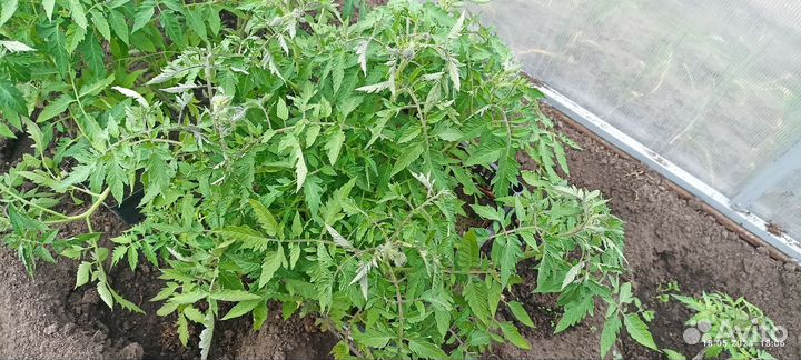 Рассада помидор бычье сердце