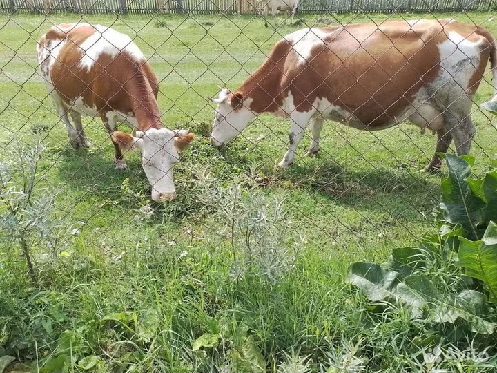 Корова высокоудойная