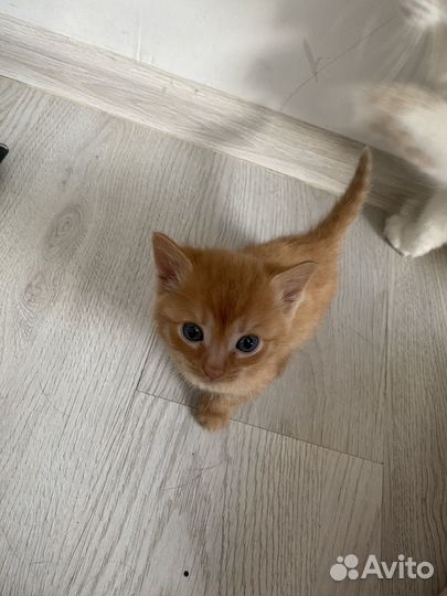 Котята в добрые руки 1 месяц
