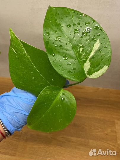 Монстера альба