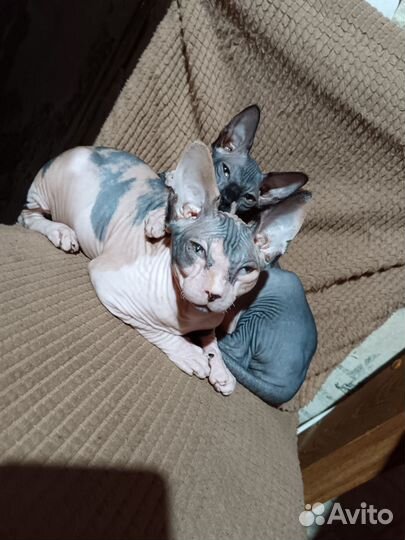 Сфинкс котенок